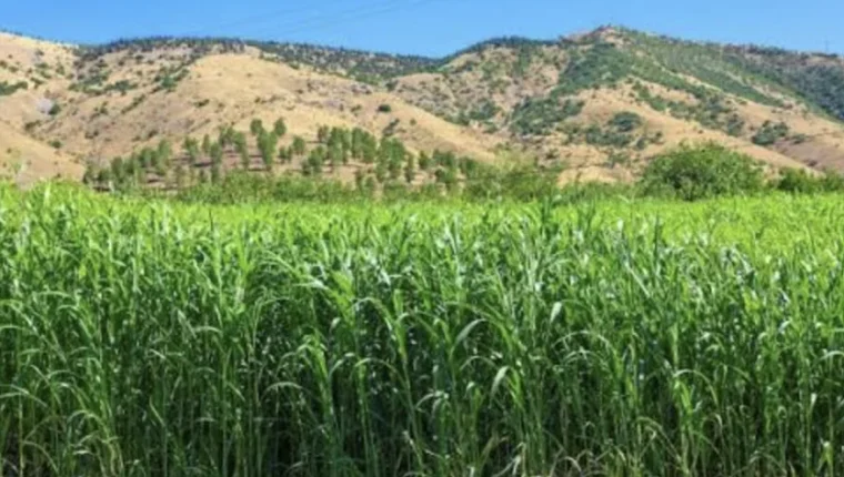 Bergama’da Su Tasarrufu Tarlaya İndi: Sorgum Sudan Otu Hasadı