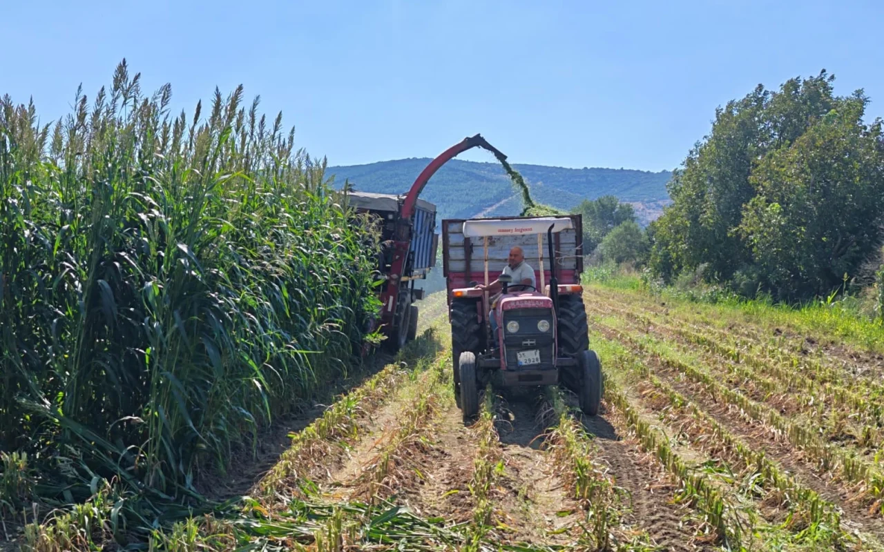 Bergama’da Silajlık Mısıra Alternatif Yem Bitkisinde Hasat