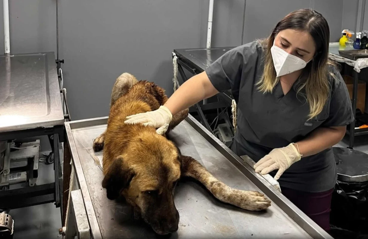 Ordu’da yaralı köpek kurtarıldı