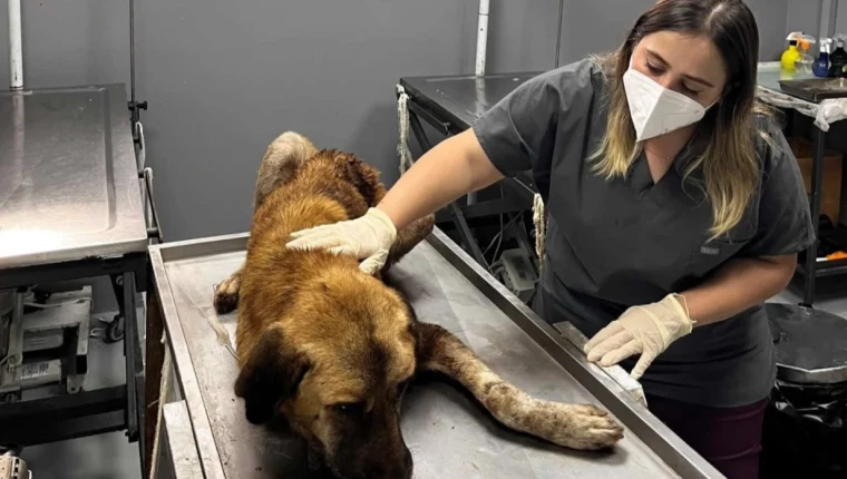 Ordu’da yaralı köpek kurtarıldı