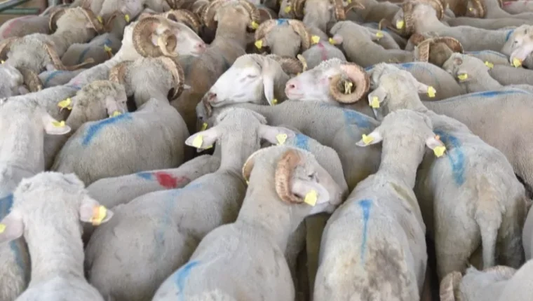 Hayvan varlığı verileri belli oldu... Koyun sayısı yüzde 6 arttı