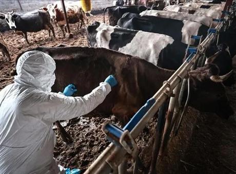 Namibya’da şap salgını nedeniyle et ihracatı durduruldu