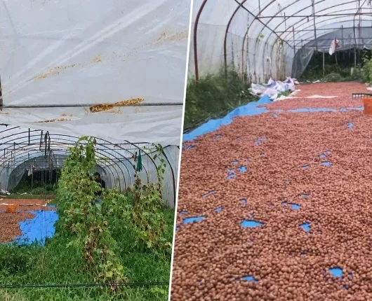 Yağmur fındık üreticisini zorladı: Çözümü serada buldu