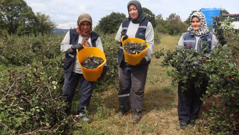 İzmit’te 'süper meyve' aronya hasadında 5. heyecan