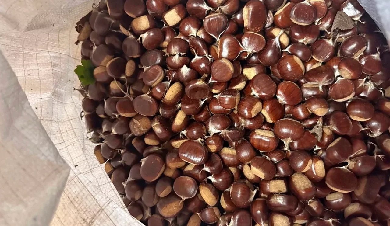 Düzce'de yeni sezon kestane pazarı açıldı: Fiyatlar 200-300 TL