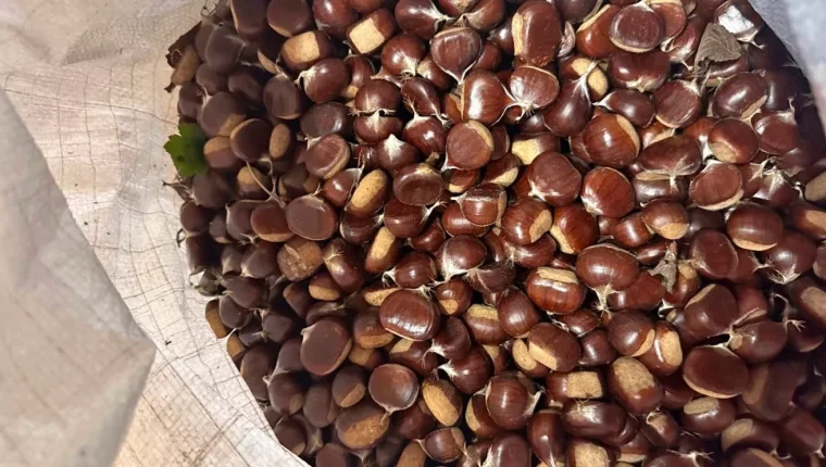 Düzce'de yeni kestane sezonu başladı, kilogram 200–300 TL