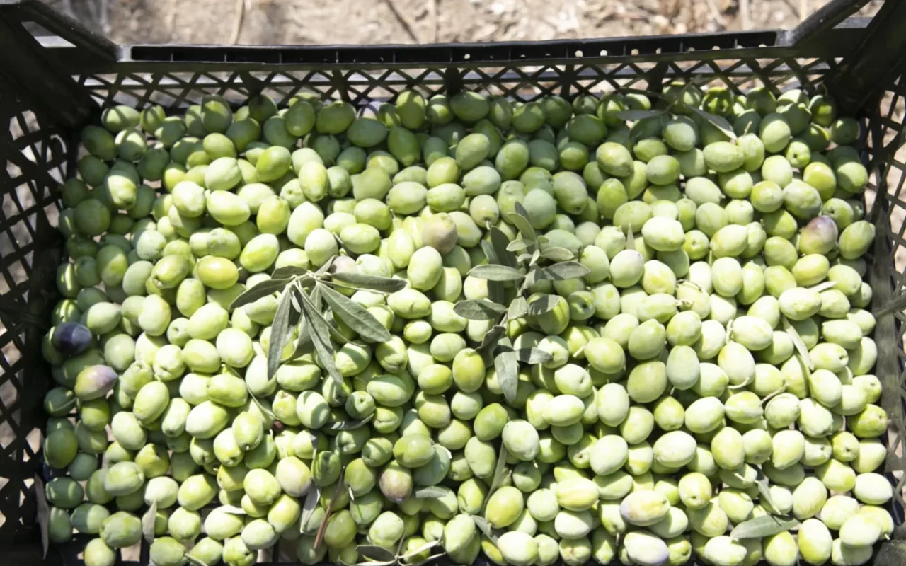 Mersin'de zeytin fidanları ürün vermeye başladı: Üretici hasadı sevindi