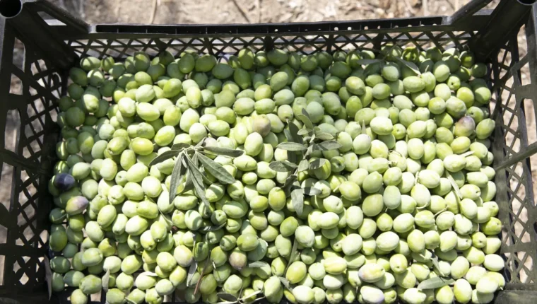 Mersin'de zeytin fidanları ürün vermeye başladı: Üretici hasadı sevindi