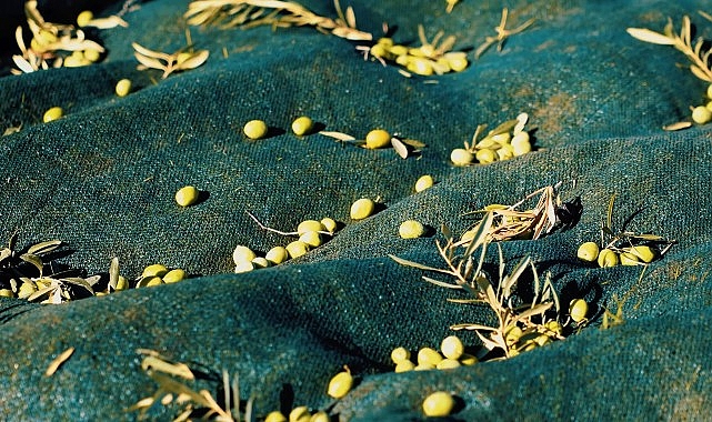 Didim zeytinyağı: Belediyenin parklardan topladığı zeytin sofraya