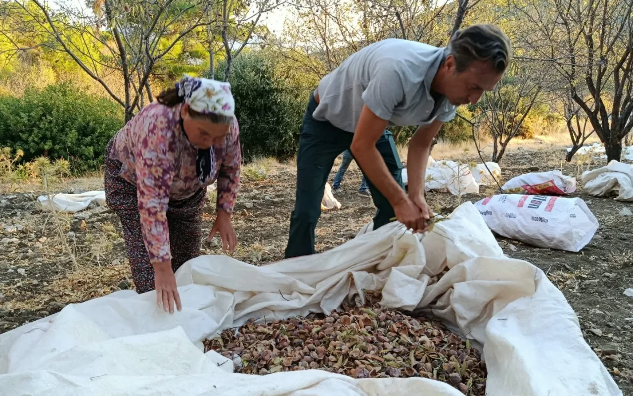 Datça bademinin yolculuğu: Şubat’ta gelinlik, ağustosta hasat