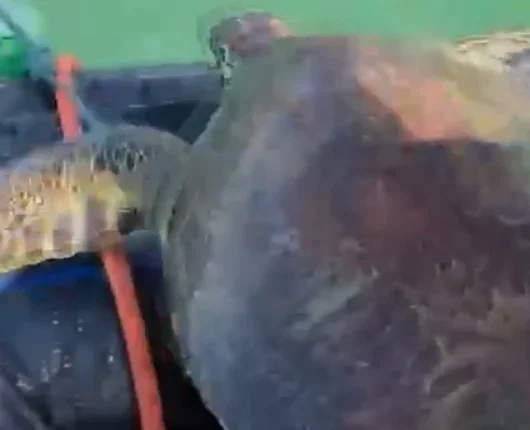 Muğla'da caretta caretta pet şişeye bağlanmış halde bulundu
