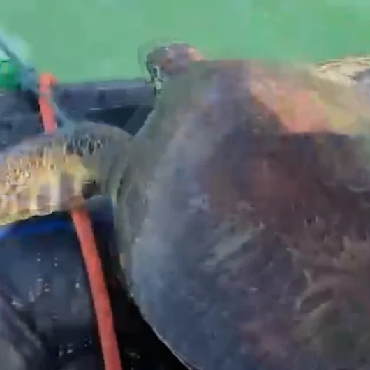 Muğla'da caretta caretta pet şişeye bağlanmış halde bulundu