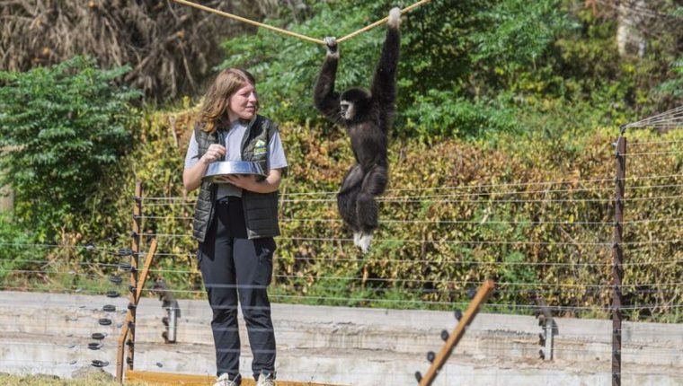 4 gibonun bakıcısı Kocaeli'den İzmir'e taşındı