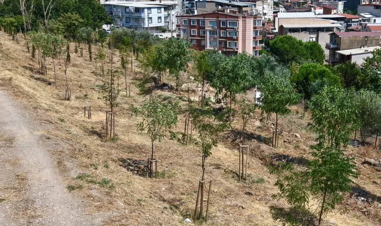 İzmir'de 13 sahada 1,5 milyon m²'lik ağaçlandırmada 41 bin bitki