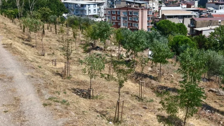 İzmir'de 13 sahada 1,5 milyon m²'lik ağaçlandırmada 41 bin bitki