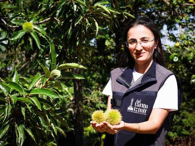 İzmir'de kestaneyi tehdit eden gal arısına karşı sarı tuzak desteği