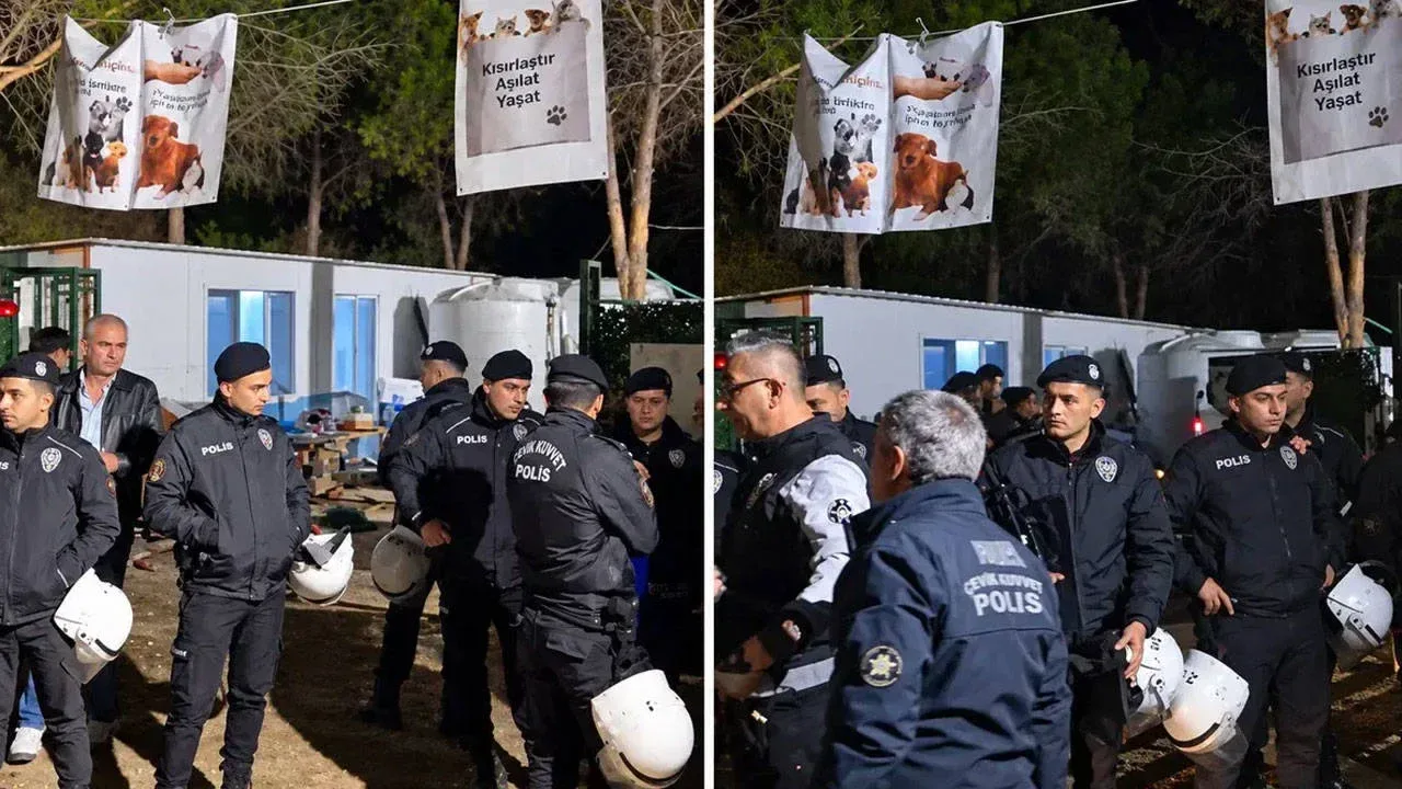 Ege Üniversitesi kampüsünde gece operasyonu: 200 köpek alındı